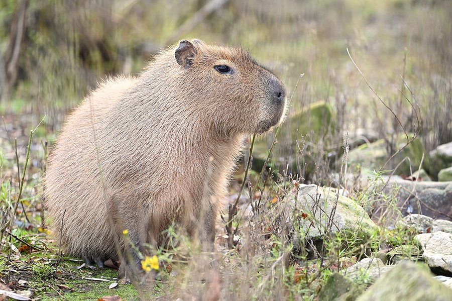 Bezoek dierentuin inclusief kijkje achter de schermen