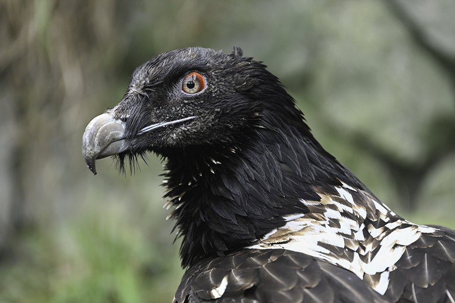 Bezoek dierentuin inclusief kijkje achter de schermen