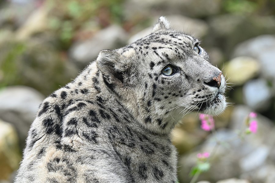 Bezoek dierentuin inclusief kijkje achter de schermen