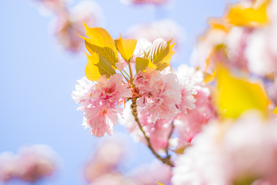 Cadeautips voor Moederdag